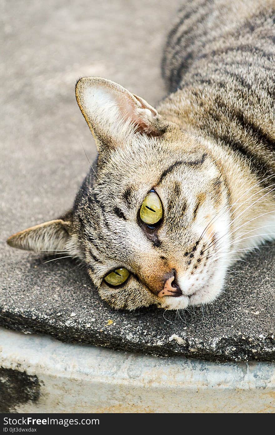 Close up tabby cat on cement floor