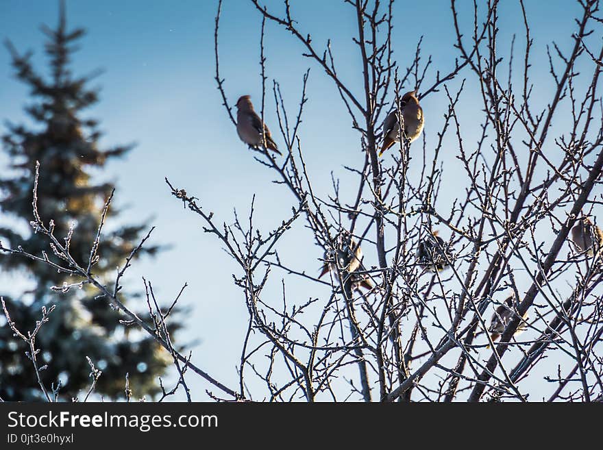 Waxwings on Winter Tree