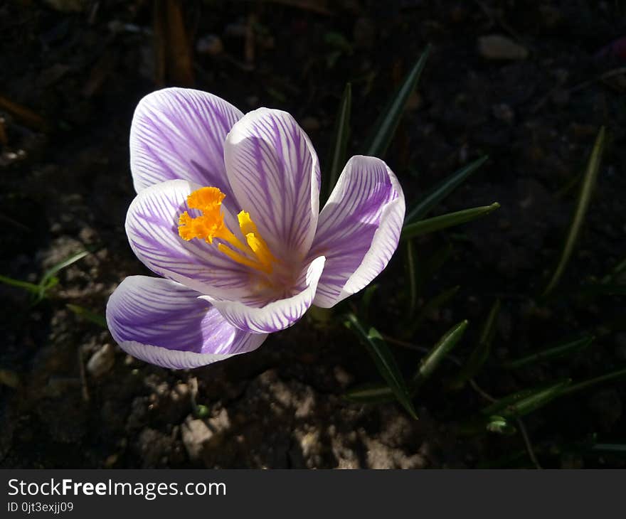 Crocus. Spring Crocus On Sunlight Art Light. Unique Color Of Spring Crocus Flower In Garden. No Post Process. Minzuhar