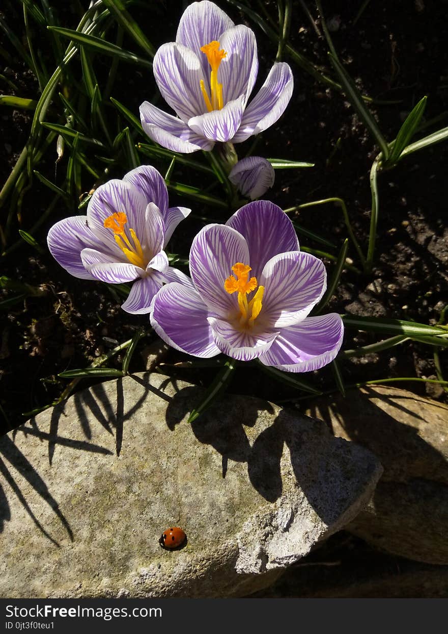 Crocus. Spring crocus with ladybug on sunlight art light. Unique color of spring crocus flower in garden. No post process