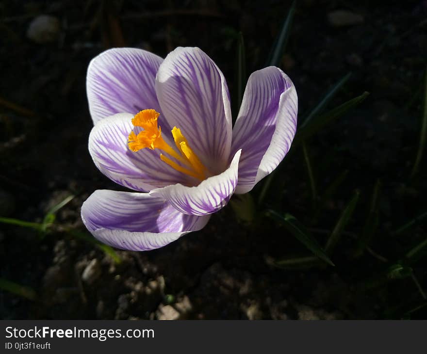 Crocus. Spring crocus on sunlight art light. Unique color of spring crocus flower in garden. No post process. Minzuhar.