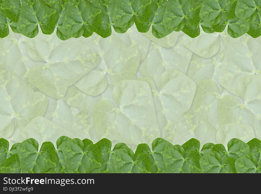 Fresh green ivy gourd leaves background