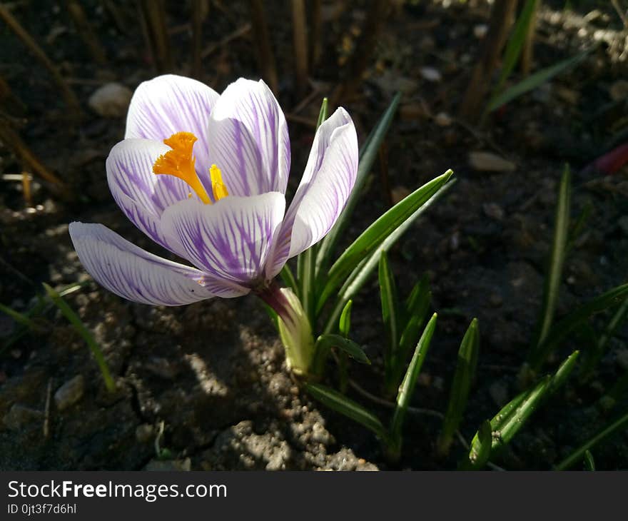 Crocus. Spring crocus on sunlight art light. Unique color of spring crocus flower in garden. No post process. Minzuhar.