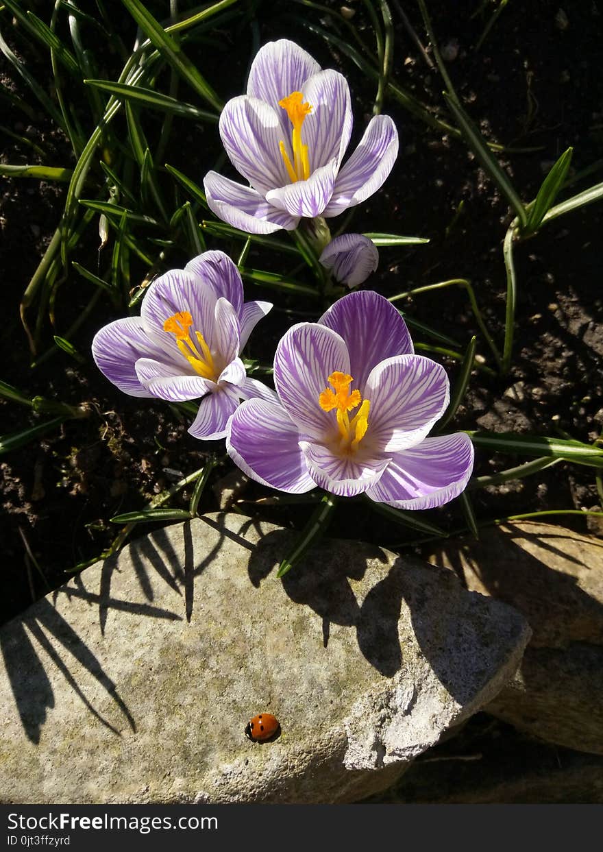 Crocus. Spring crocus with ladybug on sunlight art light. Unique color of spring crocus flower in garden. No post process. Minzuhar