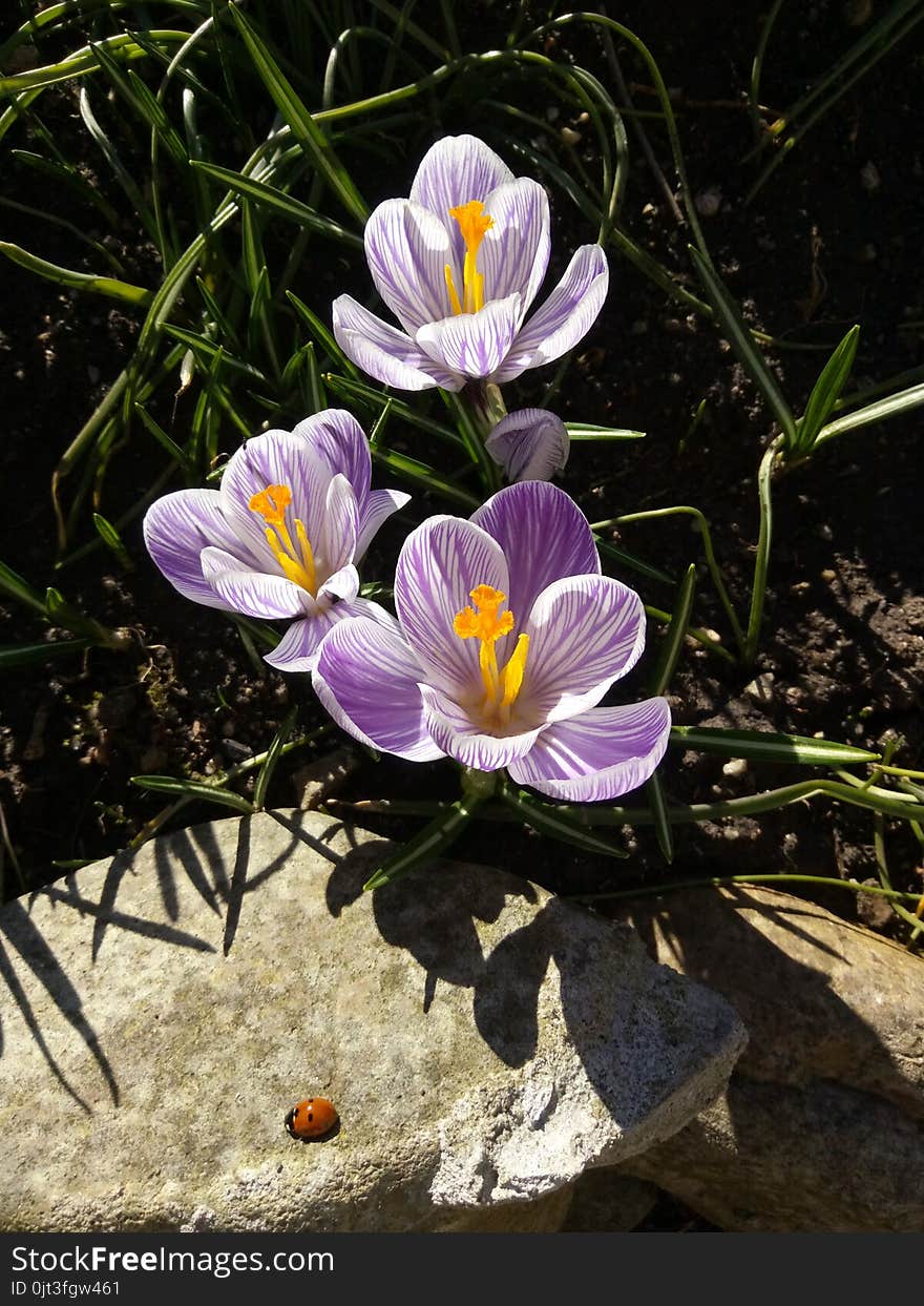 Crocus. Spring crocus with ladybug on sunlight art light. Unique color of spring crocus flower in garden. No post process