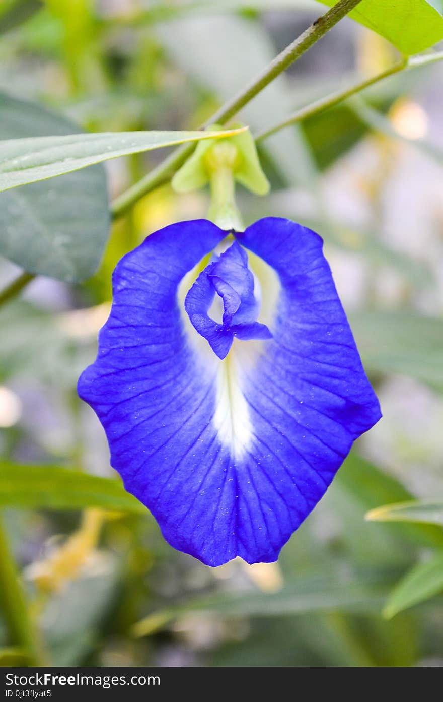 Blue Clitoria Ternatea Flower In Nature Garden