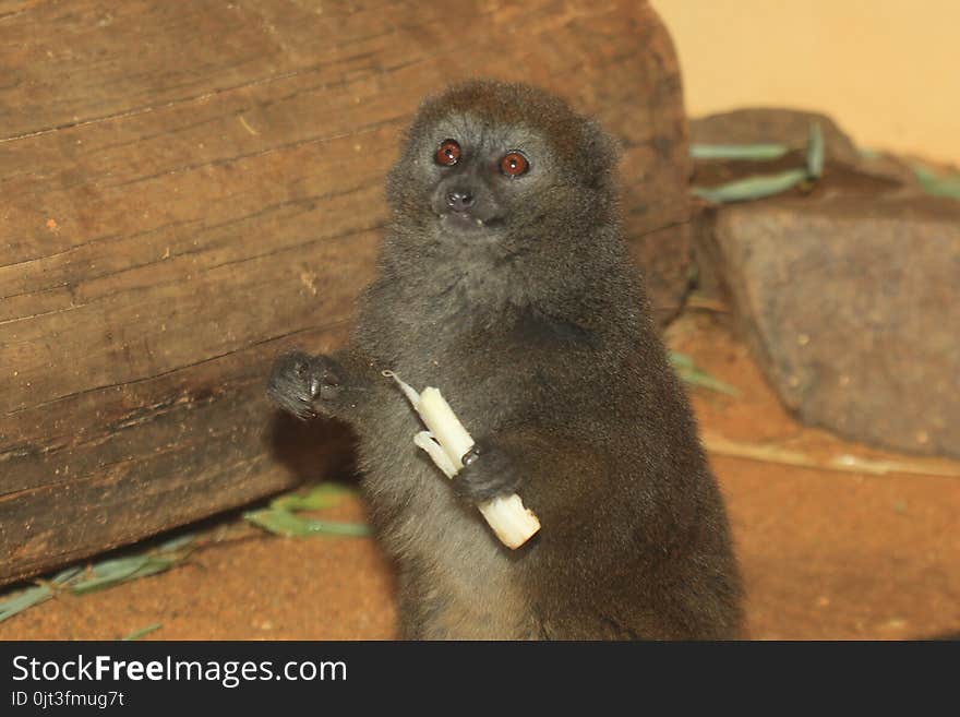 Lac Alaotra bamboo lemur