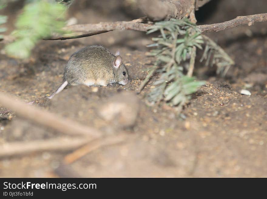 Eurasian harvest mouse