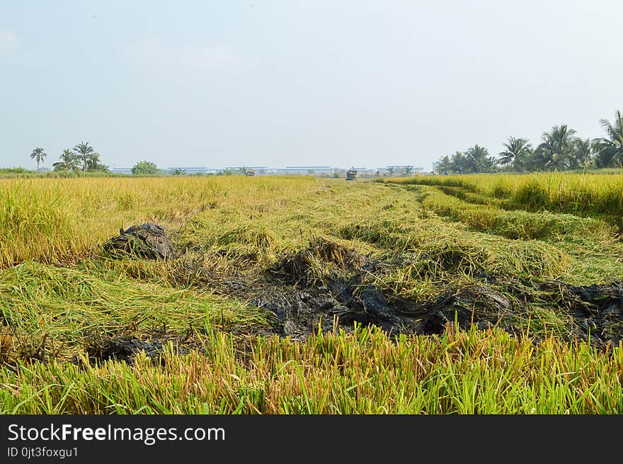 Close up rice tree in country field Thailand