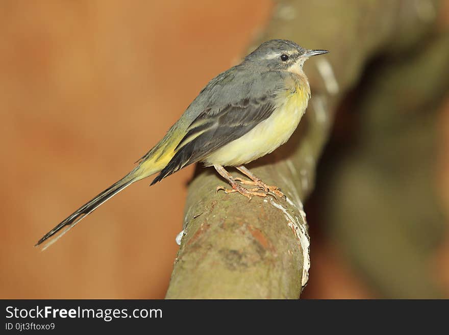 Grey Wagtail