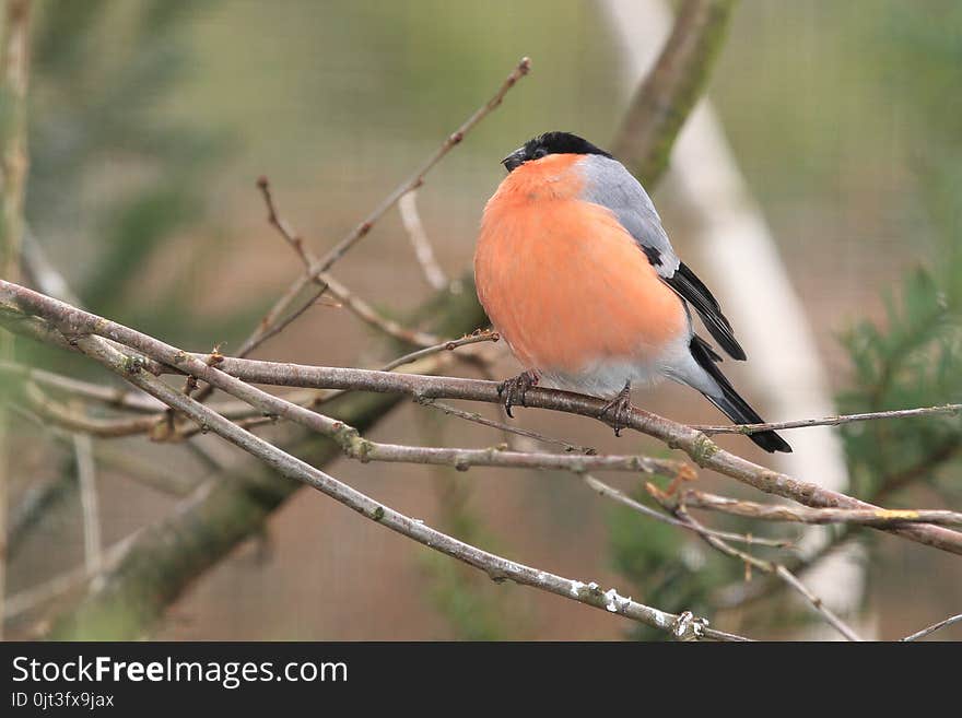 Eurasian bullfinch sitting on the branch.