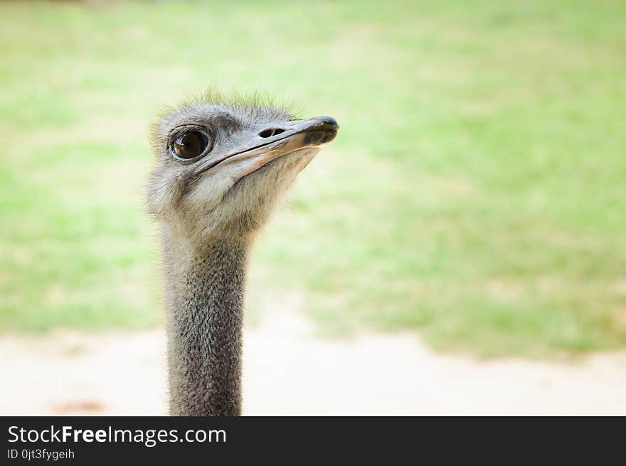 Ostrich, long-necked bird in Thailand.