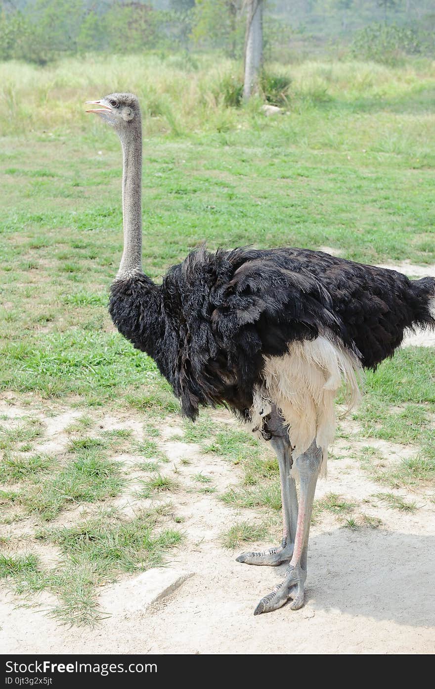 Ostrich, long-necked bird in Thailand.