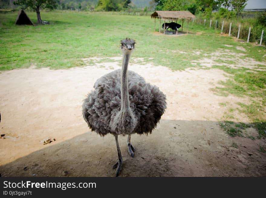 Ostrich, long-necked bird in Thailand.