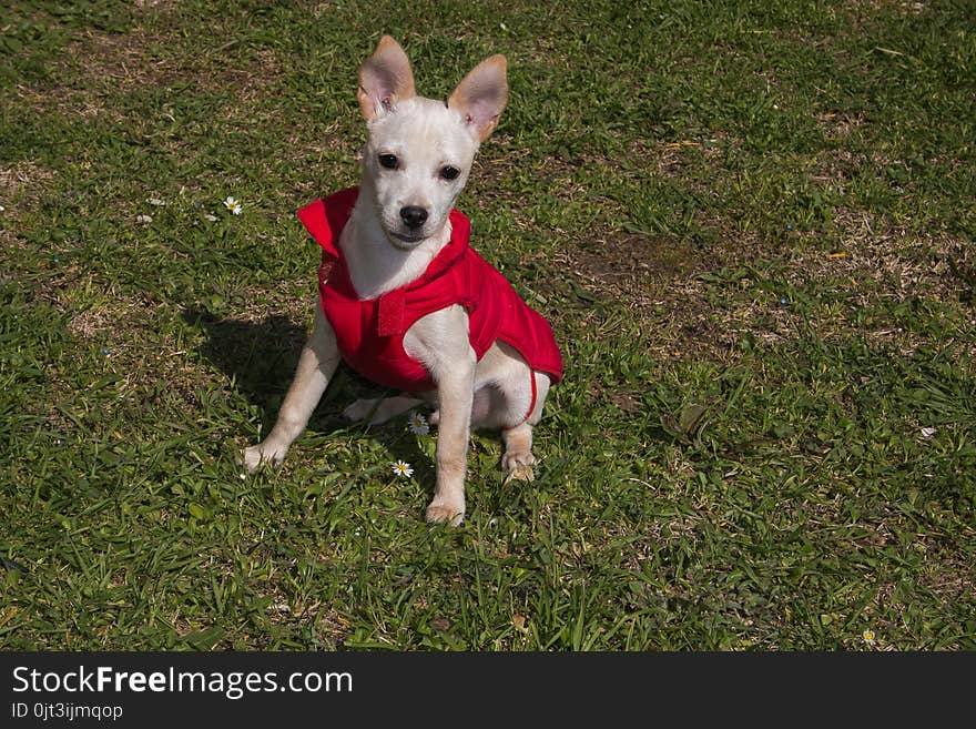 Portrait of baby pinscher chihuahua dog mix with coat in the garden