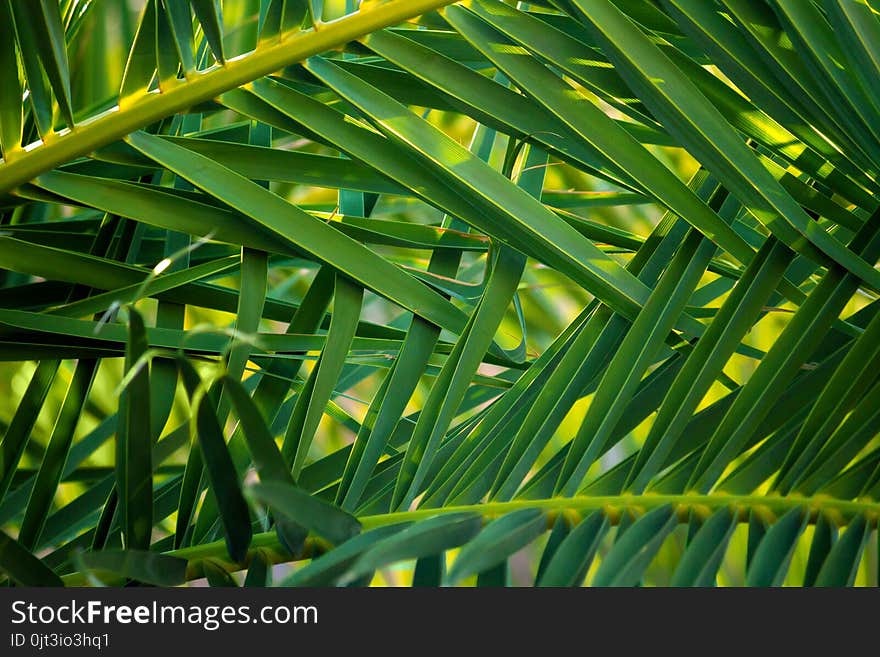 A tangle of palm fronds growing on a tree. Nice background of green and lines.