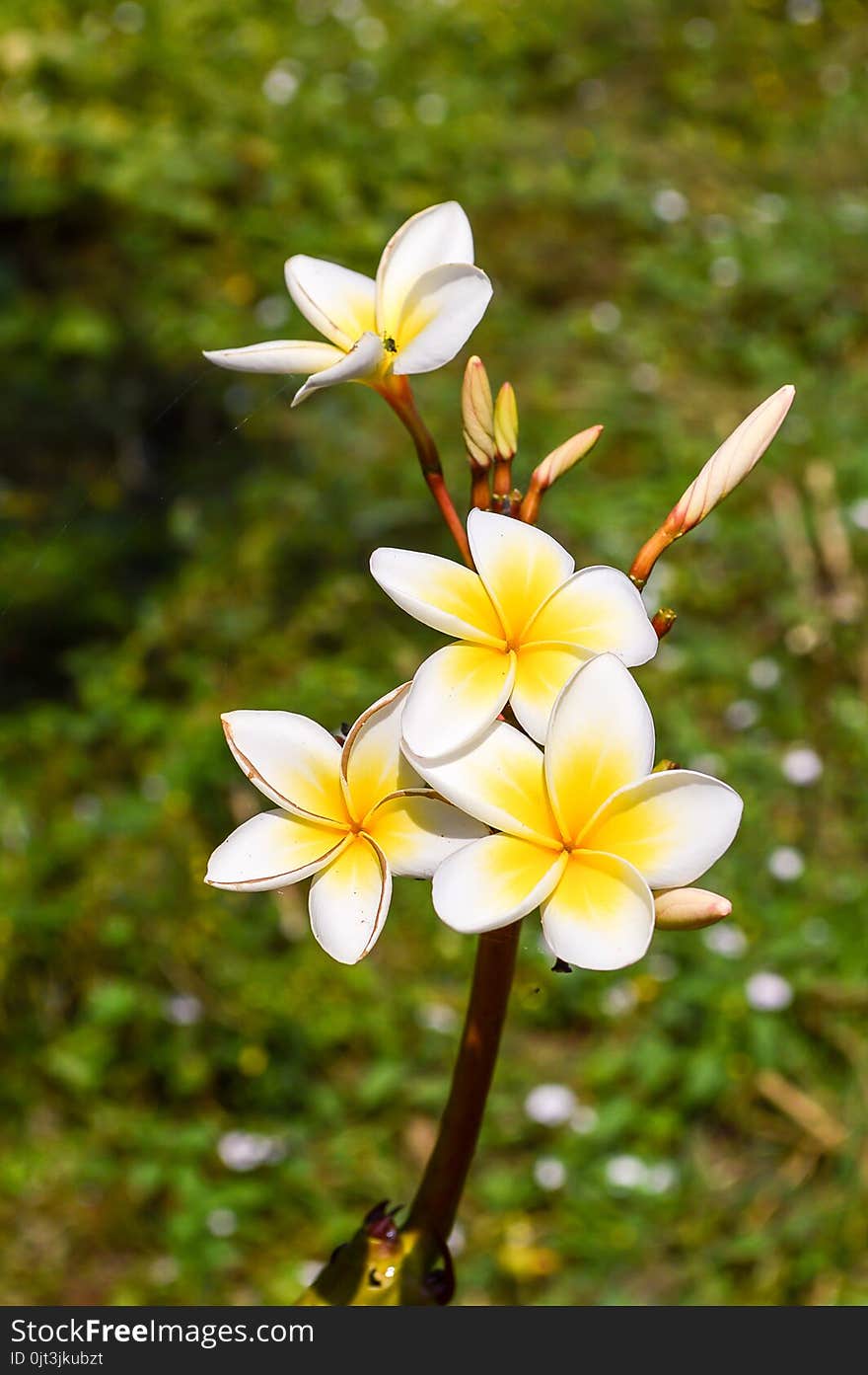 White Plumeria Flower In Nature Garden