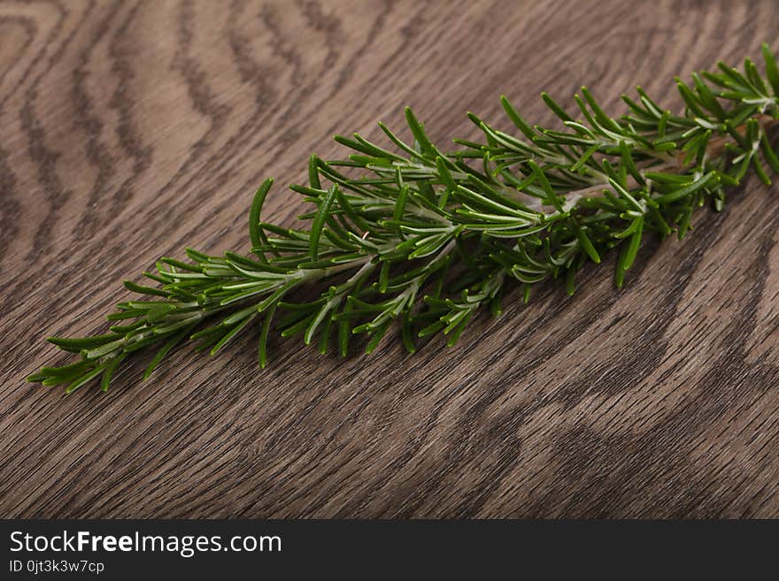 Green young Rosemary branch on the wood background