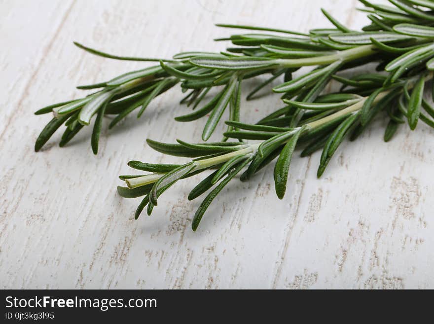 Rosemary plant