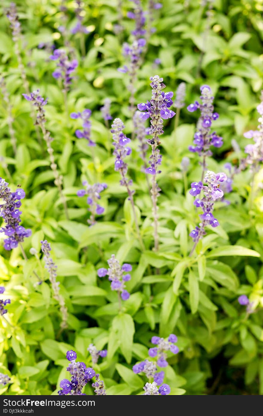 Colorful lavender flowers in field close up. Daylight, outdoors