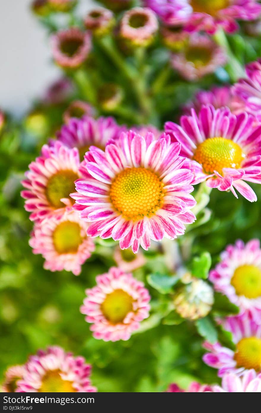 Pink dendranthemum grandifflora flower in nature garden