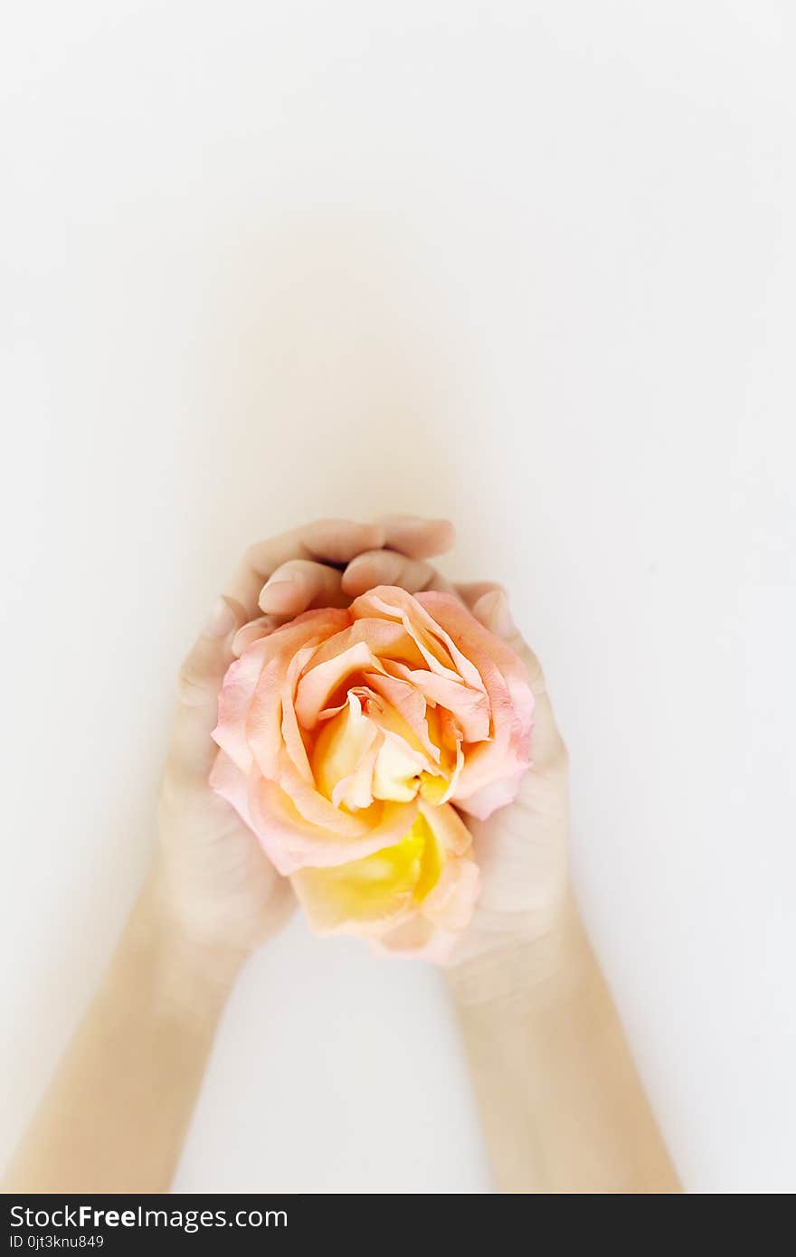 Top view child hands holding blooming tea rose with pink and yellow petals. Womans day, mothers day concept