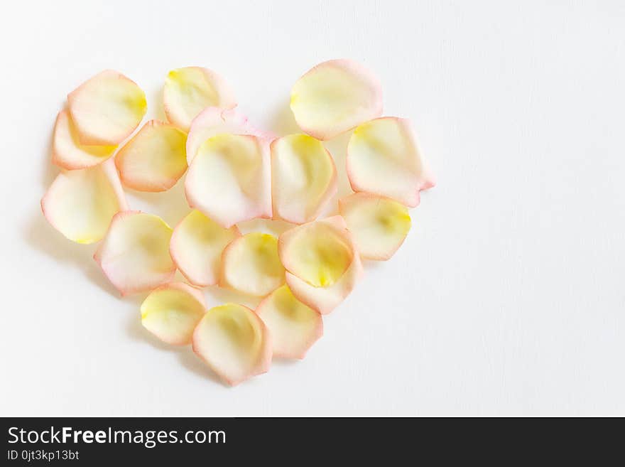 Top view flat lay Yellow and pink tea rose petals in heart shape on white background. Love, romance, valentines day concept. Text space