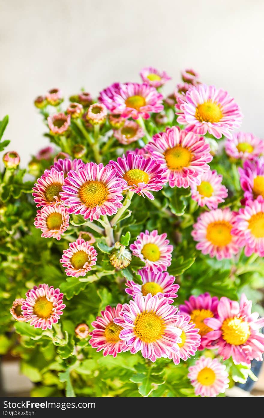 Pink dendranthemum grandifflora flower in nature garden