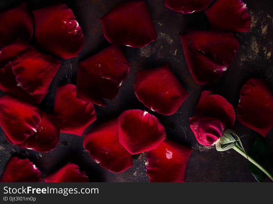 Top view flat lay red rose petals on dark background. Romance, passion concept. Valentines day