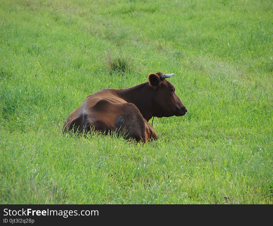 A lone cow grazing in a summer meadow