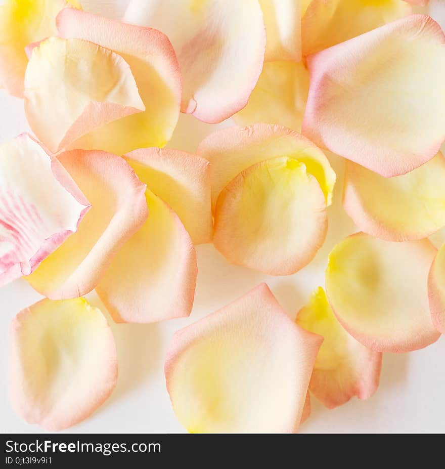 Top view flat lay Yellow and pink tea rose petals on white background. Love, romance, valentines day concept