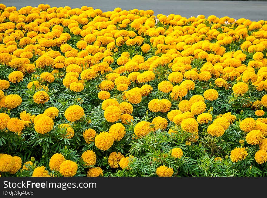 Yellow Tagetes Erecta Flower In Nature Garden