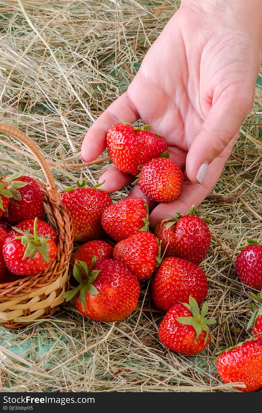 Humans Hand Pours A Ripe Red Strawberry Into A Basket, Standing