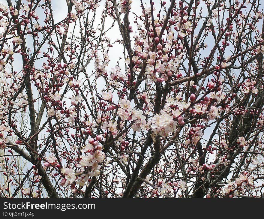 Flowering apricot tree, pinkn flowers.nApricot trees of Central Asia. White flowers.Against the sky with clouds. Flowering apricot tree, pinkn flowers.nApricot trees of Central Asia. White flowers.Against the sky with clouds.