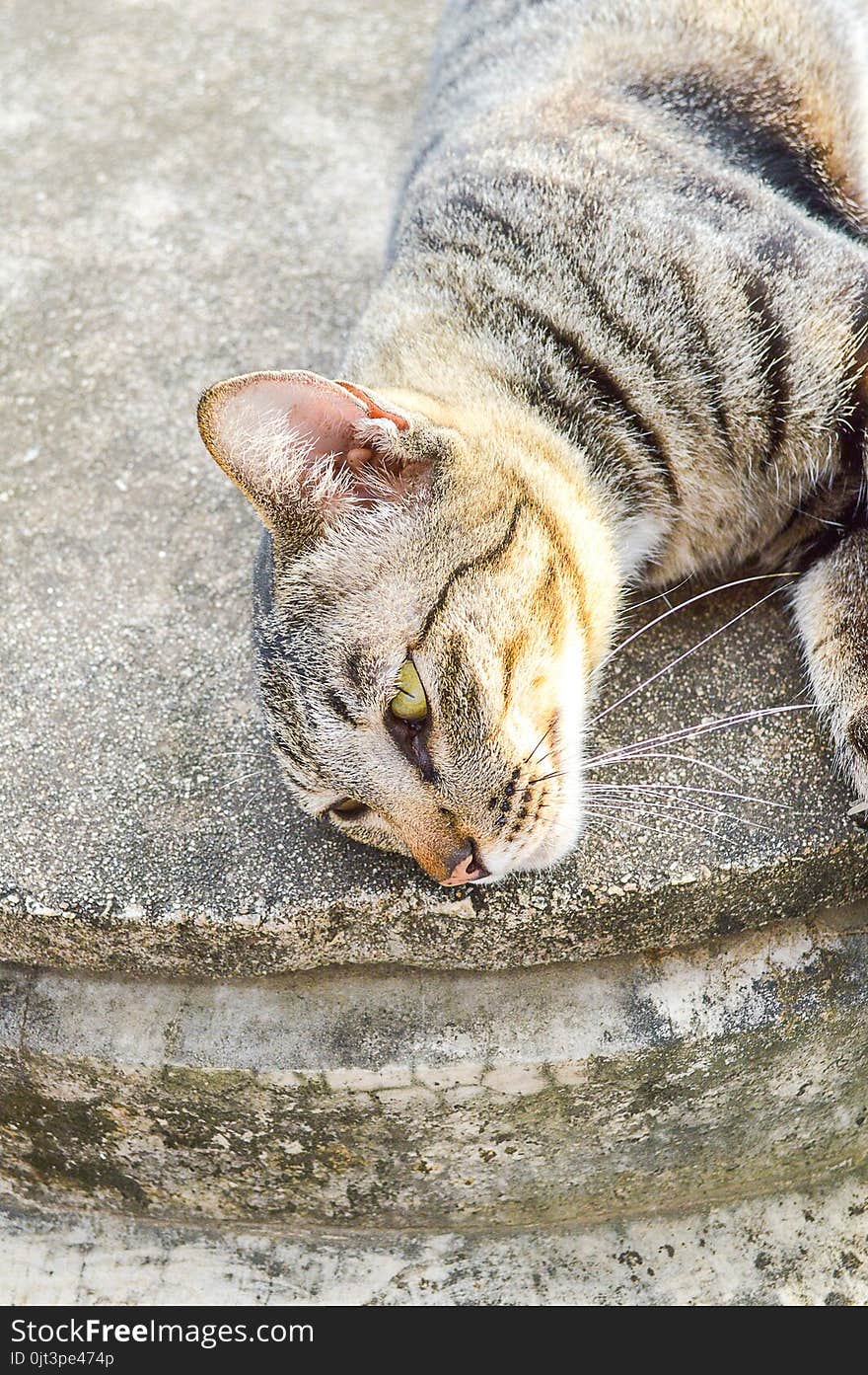 Close up tabby cat on cement floor