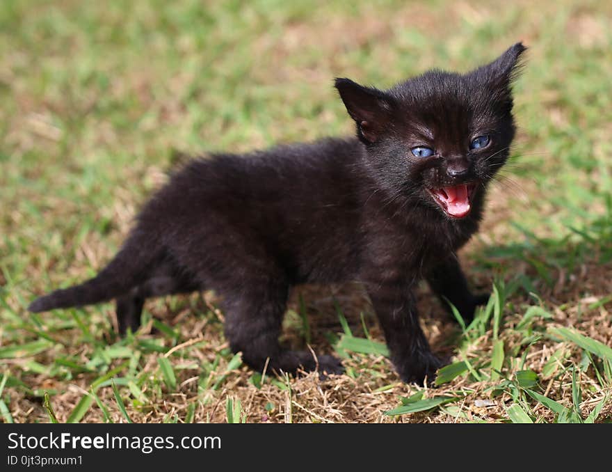 Black kitten meowing