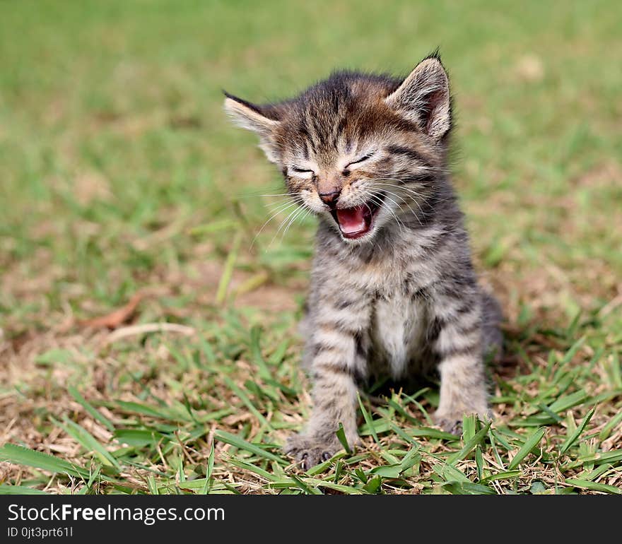 Cute kitten meowing