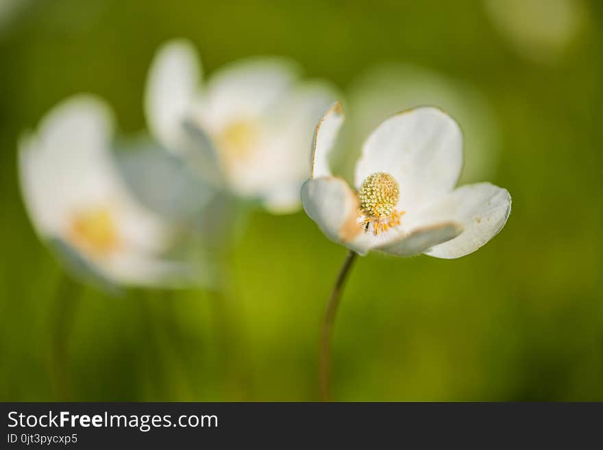 Beautiful White Flowers