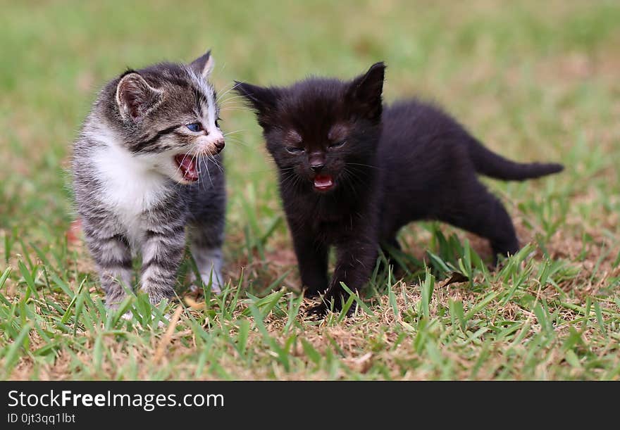 Two cute little kitten strolling along and looking like they are deep in conversation, with one talking and the other listening. Two cute little kitten strolling along and looking like they are deep in conversation, with one talking and the other listening