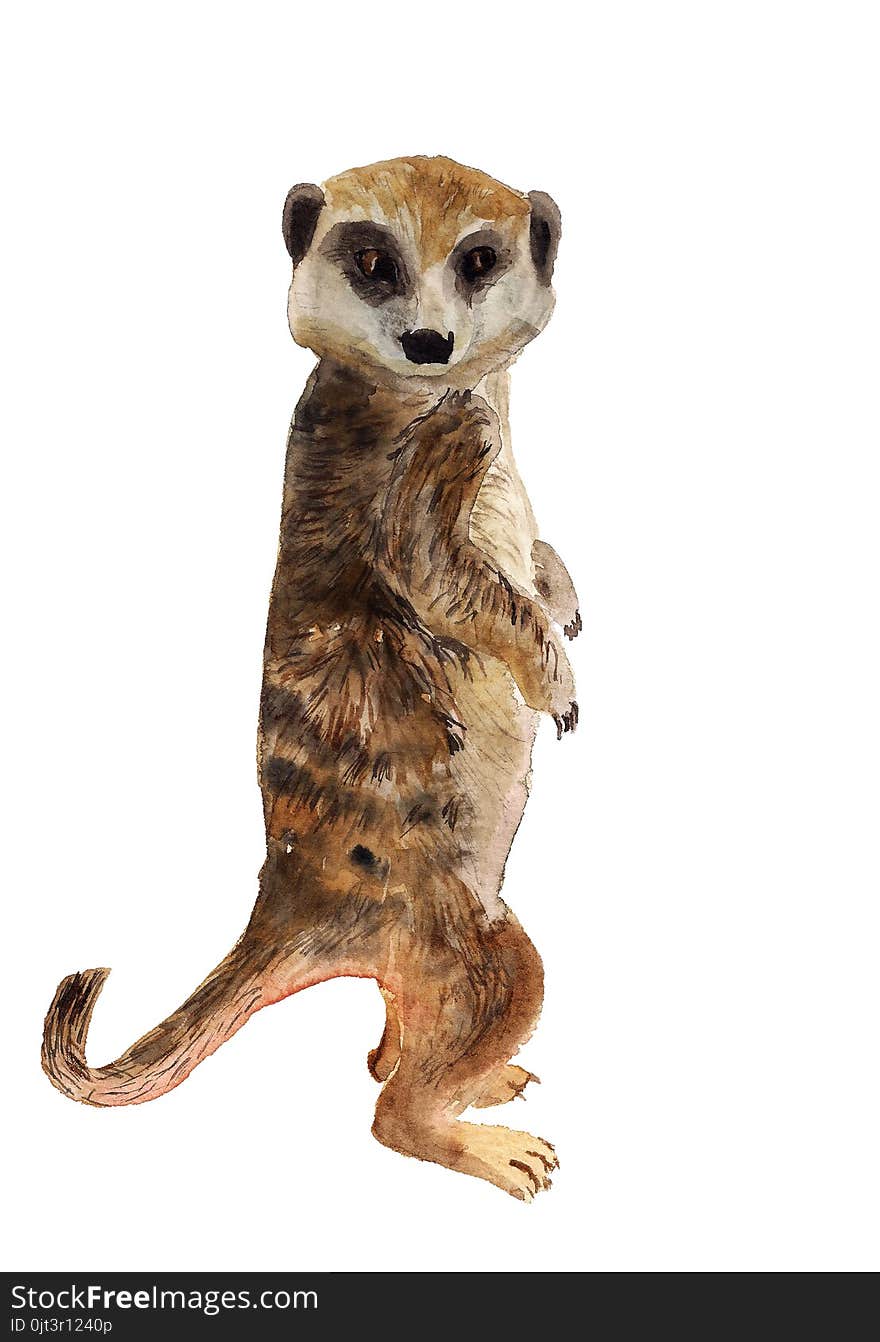 Watercolor image of smart meerkat with big head on white background. Watercolor image of smart meerkat with big head on white background