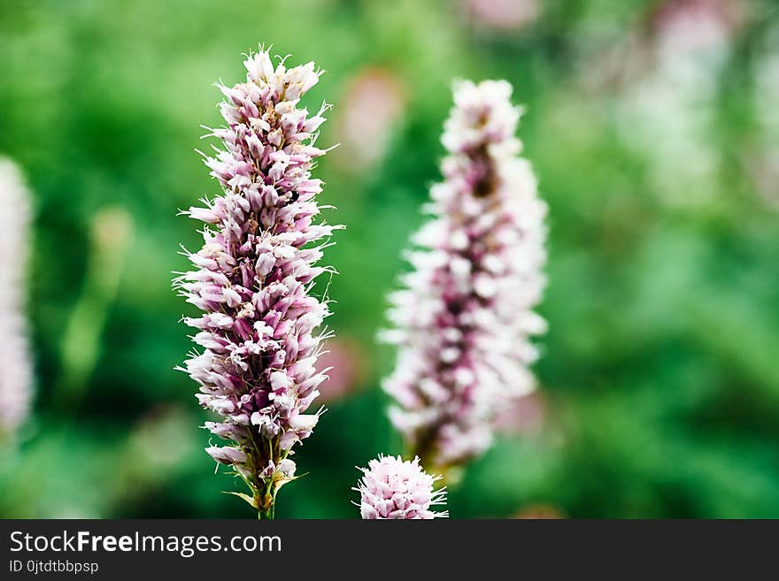 Spring flower decorative in garden