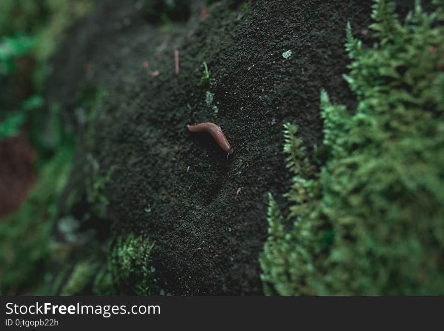 Green moss covered sandstone rock and snail on it, nature background texture