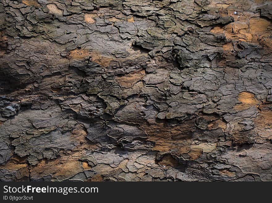 Bark Of Chestnut Tree Texture