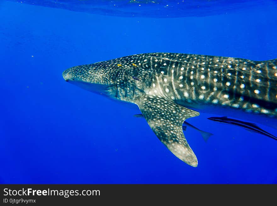 Whale sharks one of the bigiest sharks lives in the red sea Egypt the re very piceful. Whale sharks one of the bigiest sharks lives in the red sea Egypt the re very piceful