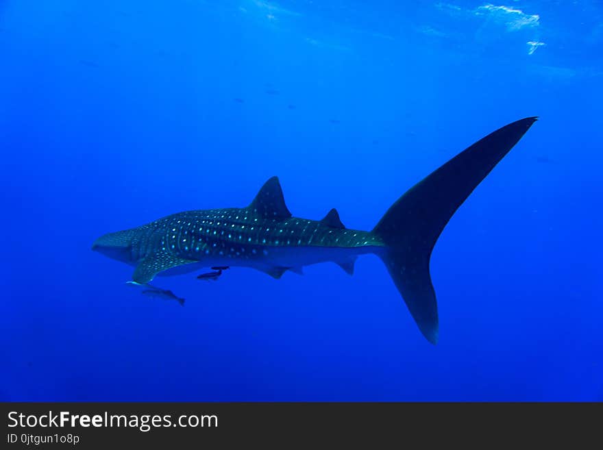 Whale sharks one of the bigiest sharks lives in the red sea Egypt the re very piceful. Whale sharks one of the bigiest sharks lives in the red sea Egypt the re very piceful