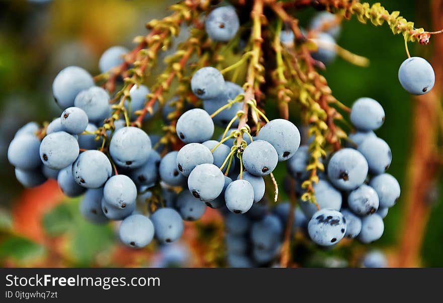 Blue Berries in sunlight