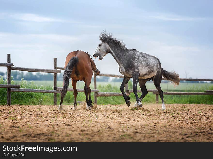 Two rearing stallions fighting in the paddock