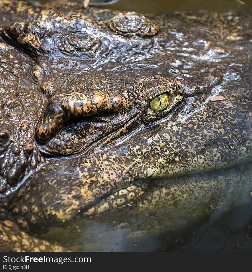 Portrait big crocodile eyes are looking . Crocodile in water. Bangkok, Thailand. Close up