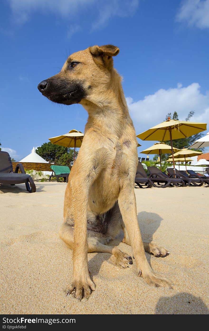Portrait of dog on the beach in Thailand, close up