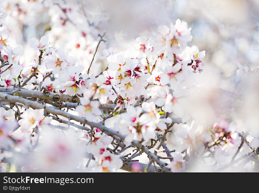 Spring blossoming garden